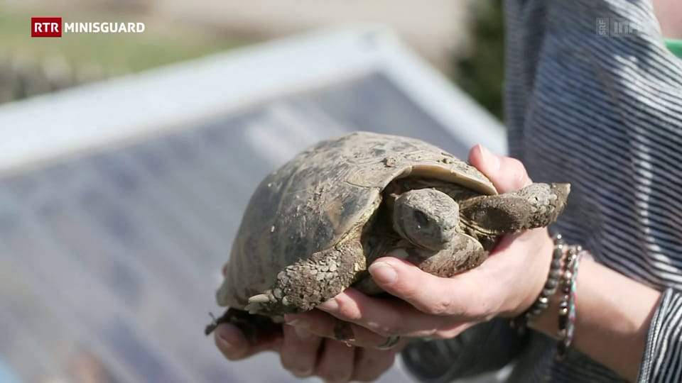 Ina visita a Trun – Era tartarugas han gugent la primavaira