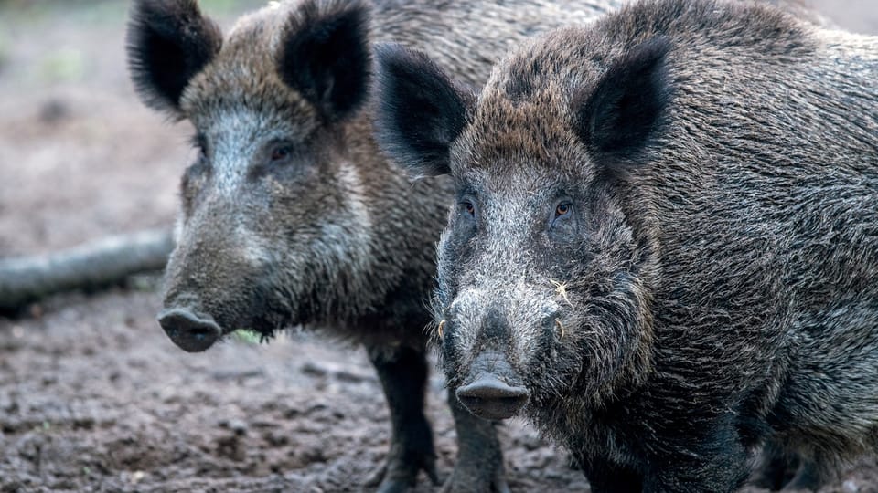 Wildschweine können die Afrikanische Schweinepest übertragen
