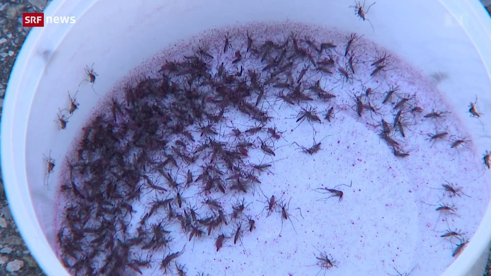 Tessiner Forscherteam macht Tigermücken unfruchtbar