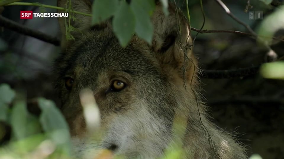 Wie soll der Wolf künftig geschützt werden?