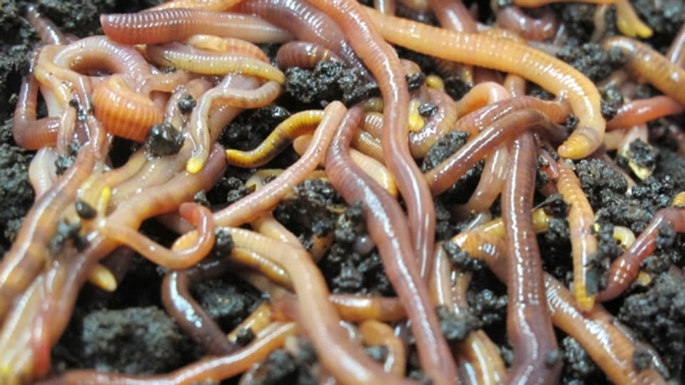 So tönen Würmer beim Fressen