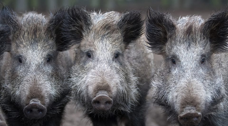 Afrikanische Schweinepest: Für Wildschweine und Hausschweine tödlich