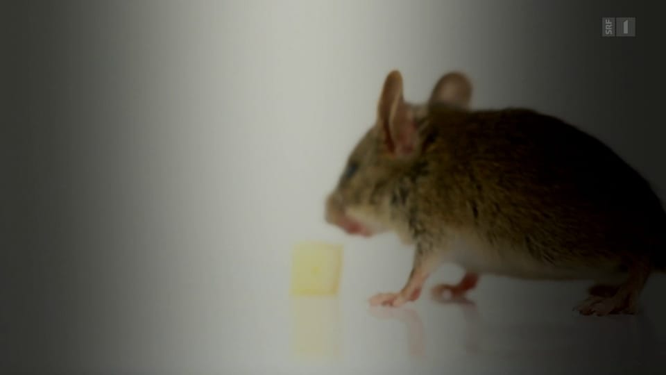 Omikron-Maus: Beunruhigende Entdeckung im Labor