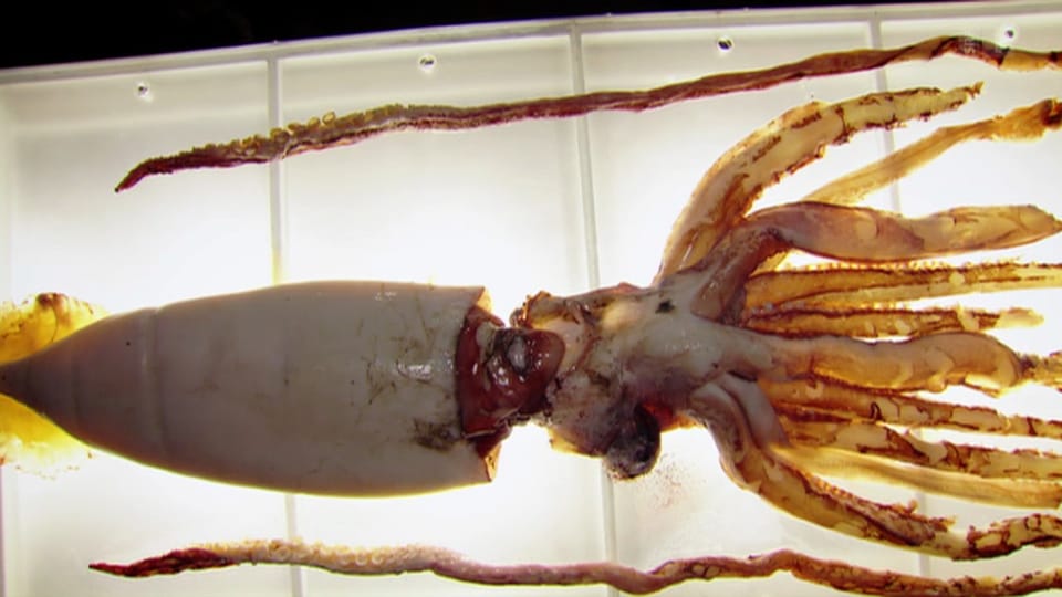Tiere unter dem Messer: Im Inneren des Riesen-Kalmars 