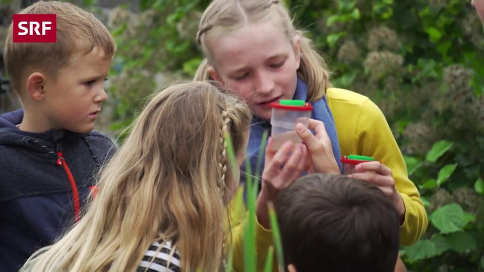 Eine Schule gestaltet ihren Pausenplatz biodivers um