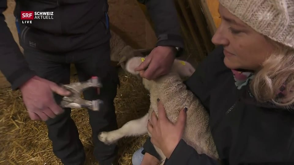 Tierverkehrsdatenbank für Schafe und Geissen
