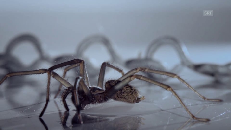 Warum finden wir Spinnen oft im Badezimmer?