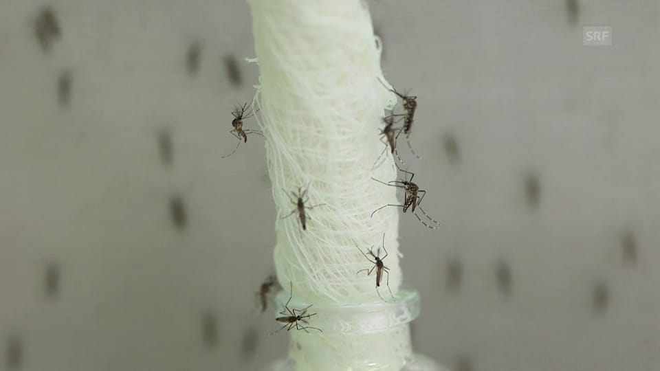 Stechmücken sind nicht nur nervig, sondern auch gefährlich