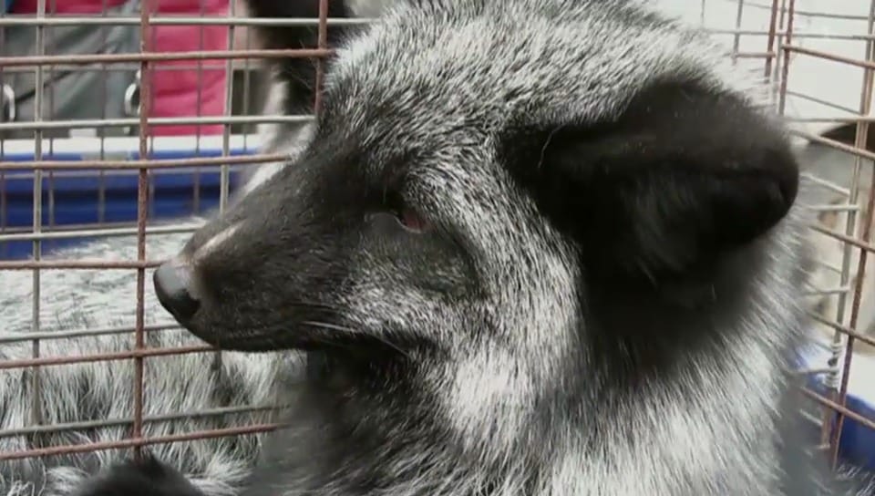 Tierquälerei: Pelz tragen ist wieder in