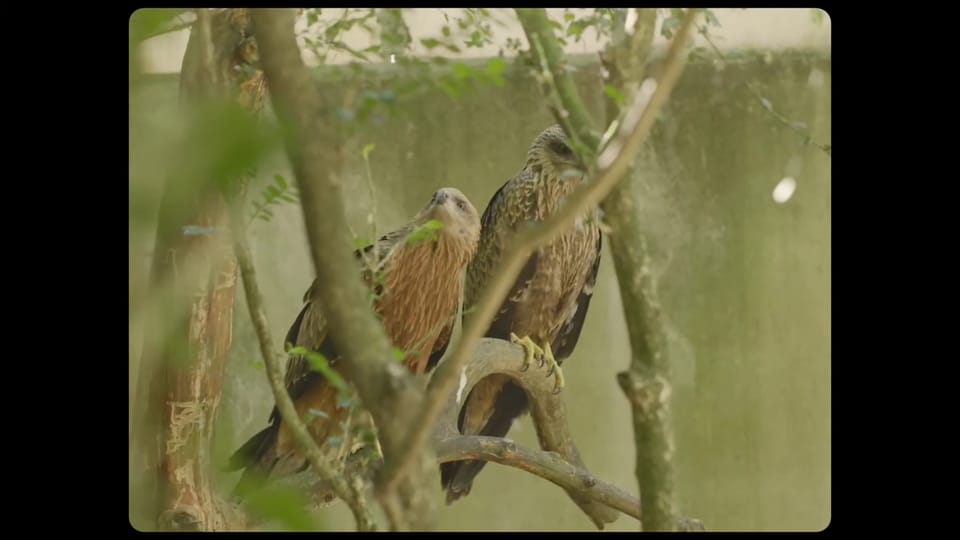 Trailer zu «L'Île aux oiseaux»