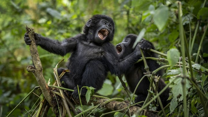 Ruanda: Berggorillas als Mittel zum Zweck