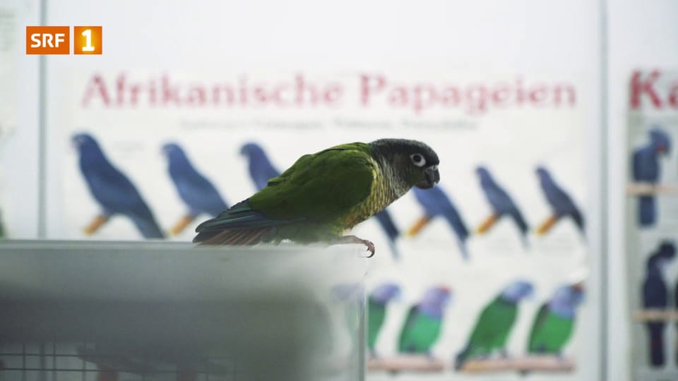 Tierische Partnervermittlung: Papagei sucht Papagei