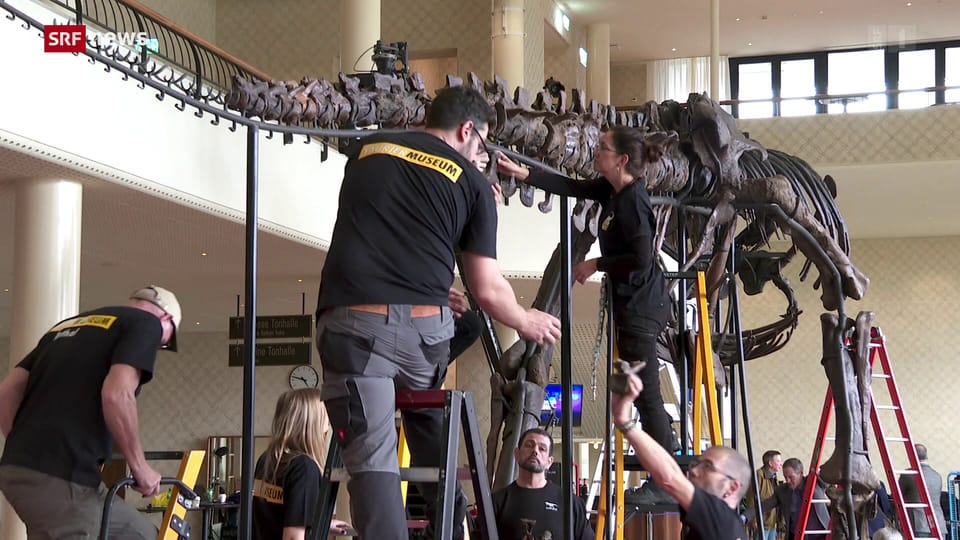 Archiv: In Zürich wird ein T-Rex-Skelett versteigert  