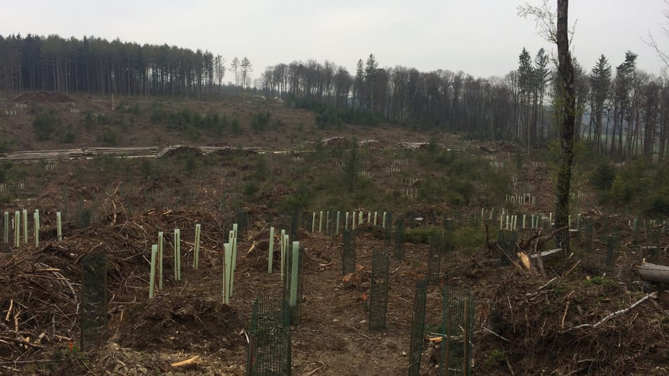 In Kestenholz entsteht ein ganz neuer und gesunder Wald – eine Reportage