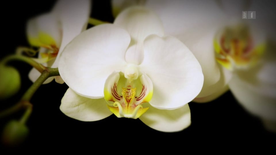 Die unverblümte Wahrheit – Orchideen im Langzeittest