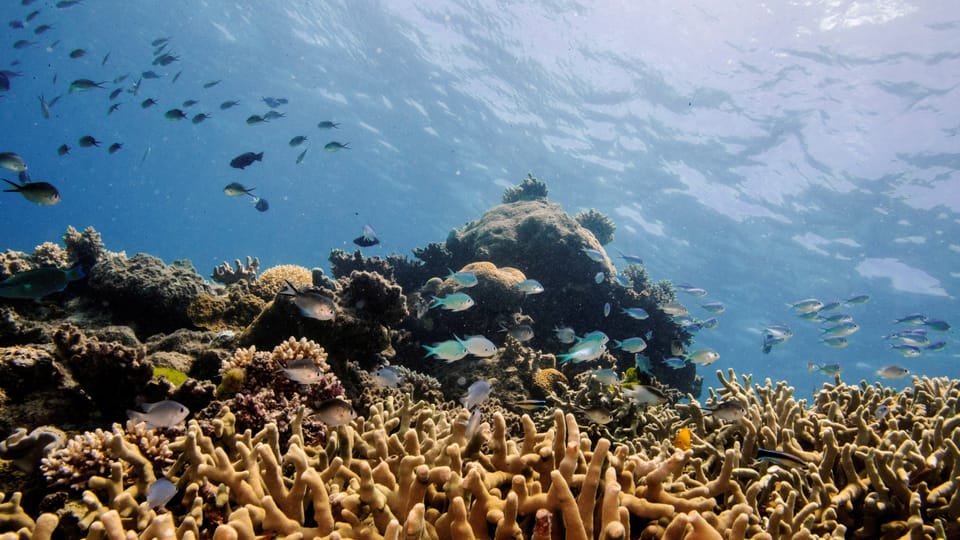 Great Barrier Reef leidet an Korallenbleiche
