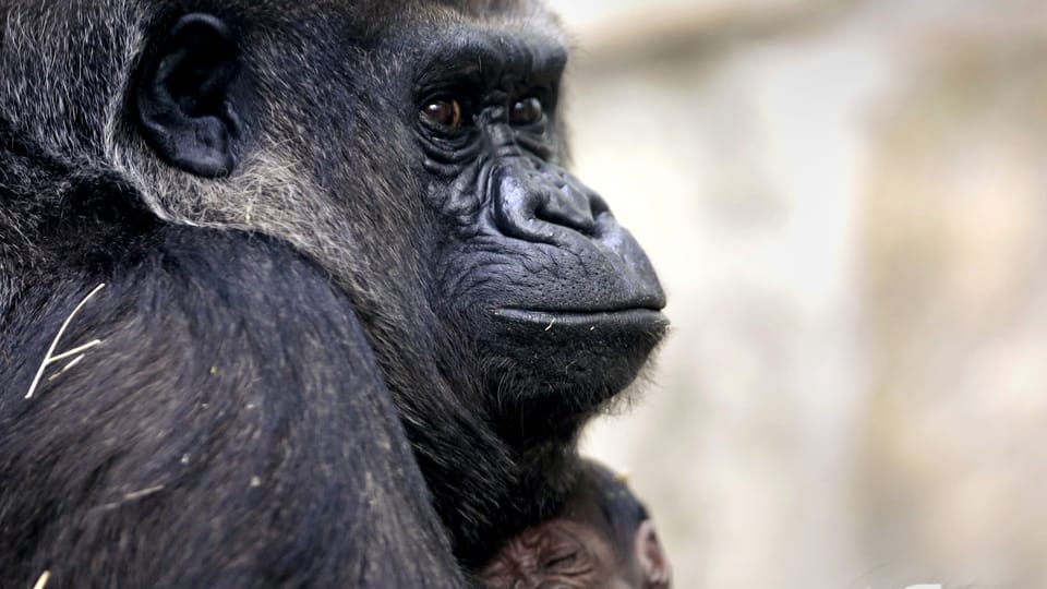 Bundesgericht entscheidet: Primaten-Initiative ist zulässig