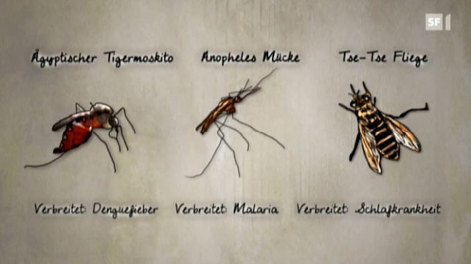 Mit Gentech-Mücken gegen Tropenkrankheiten