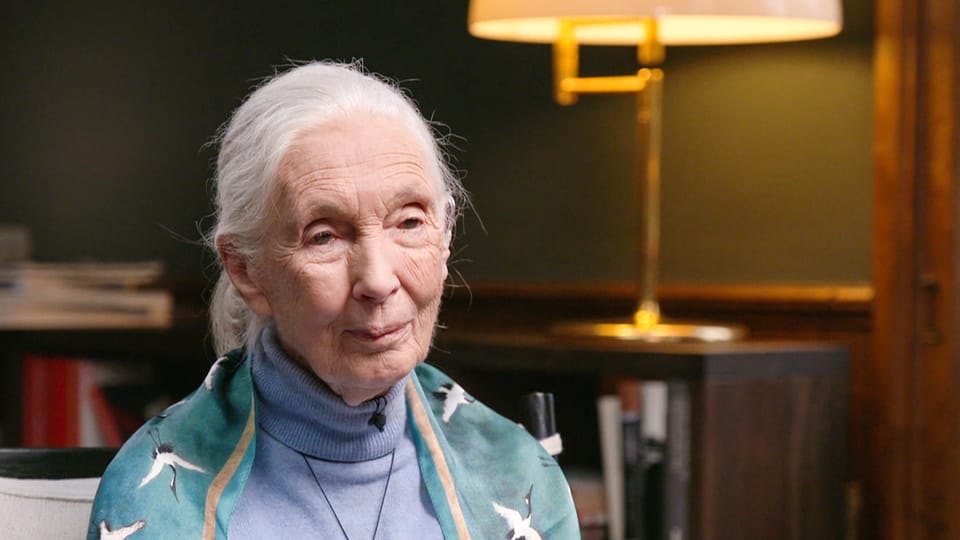 Jane Goodall: Was unterscheidet uns vom Schimpansen?
