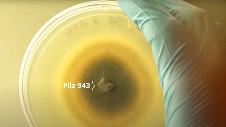 So frisst der Pilz 943 Bio-Plastik