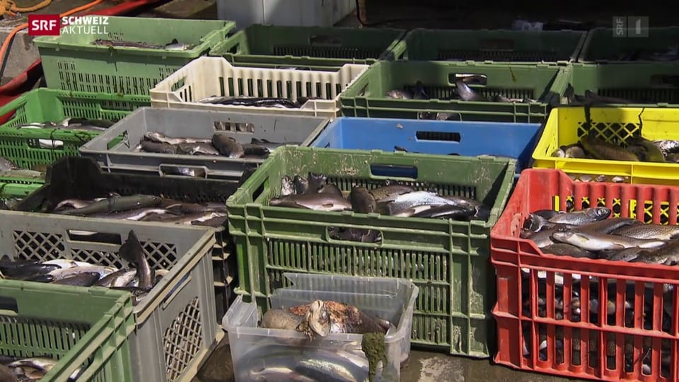 Totalschaden in Birmenstorfer Fischzucht