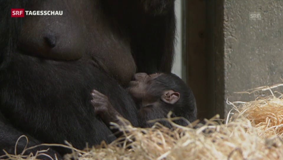 Gorilla-Baby im Basler Zolli