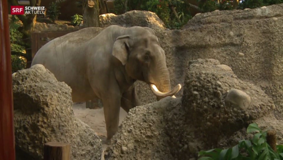 Elefanten im Zoo Zürich beziehen neue Halle