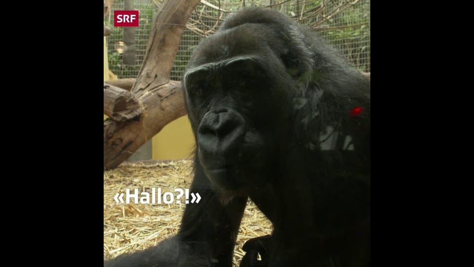 Gähnende Leere: der Zoo Zürich in Corona-Zeiten