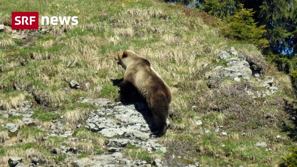 Archiv: Warum bleiben fast keine Bären in der Schweiz?