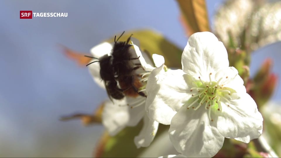 EU handelt wegen Bienensterben