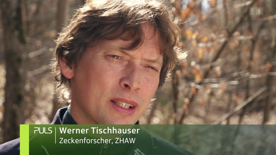 Zeckenforscher Werner Tischhauser «Die einzig plausible Erklärung: Es zog mehr Leute in Naherholungsgebiete.»