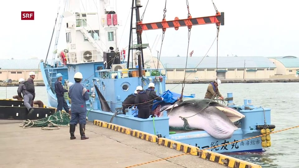 Japan nimmt den kommerziellen Walfang wieder auf