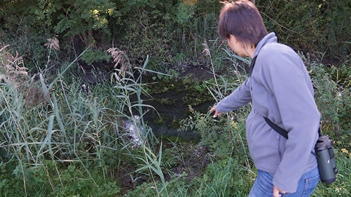 Naturschützerin Ursina Wüst entdeckt Biberspuren