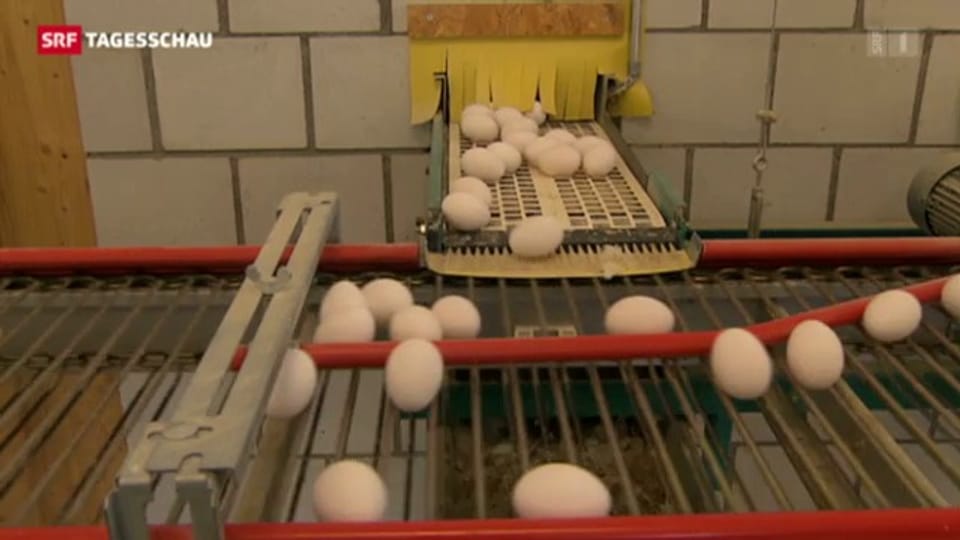 Sollen das Eierkontingent erhöht werden?