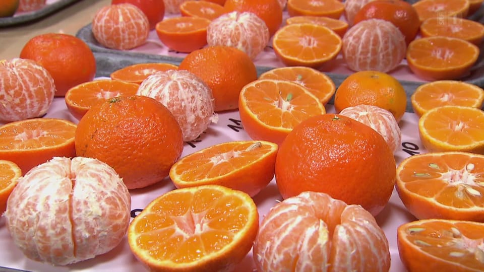 Clementinen in der Degustation: Vielen fehlt die Süsse