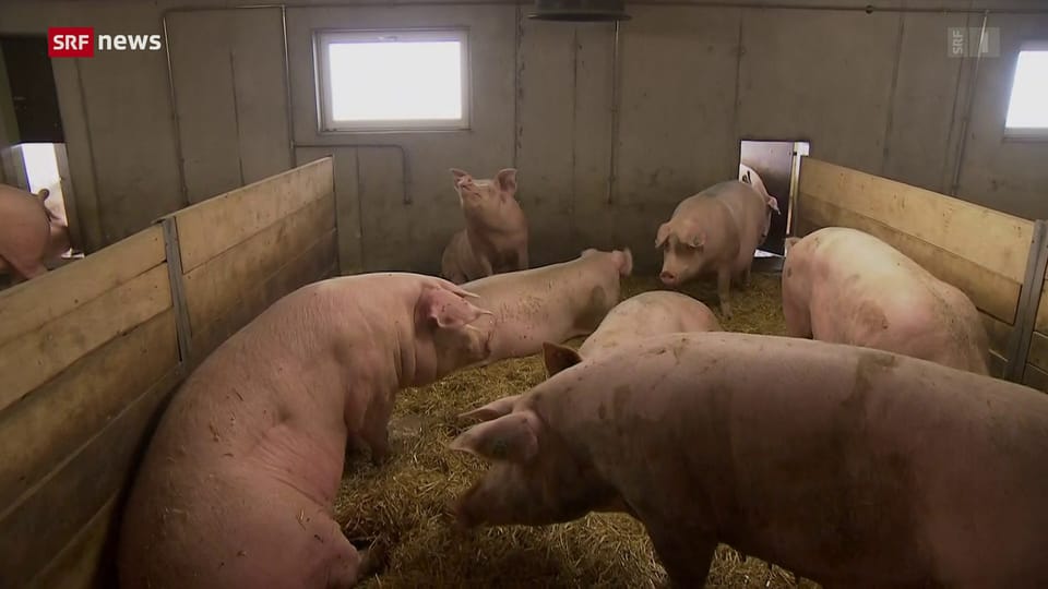 Zu viele Mastschweine in der Schweiz