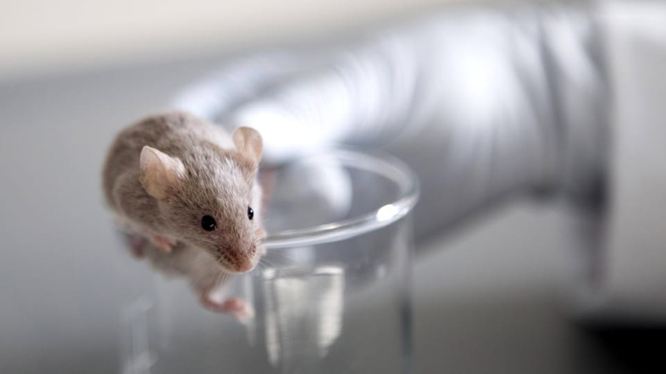 Bessere Medikamente für Frauen – dank Forschung mit Mäuseweibchen