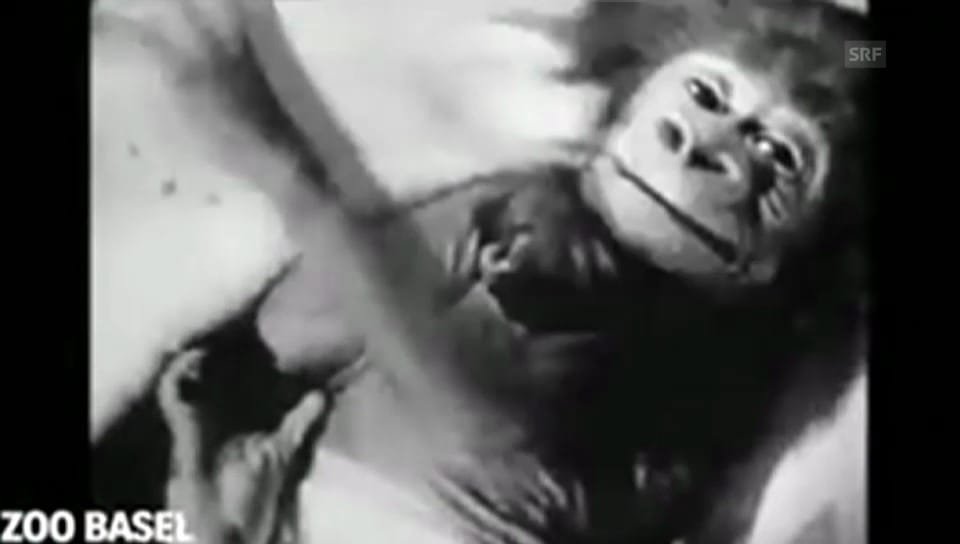 Zoodirektor Lang über Gorilla-Aufzucht
