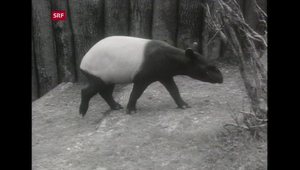 Archiv: Im Zoo Zürich werden Tapire seit über 50 Jahren gehalten.