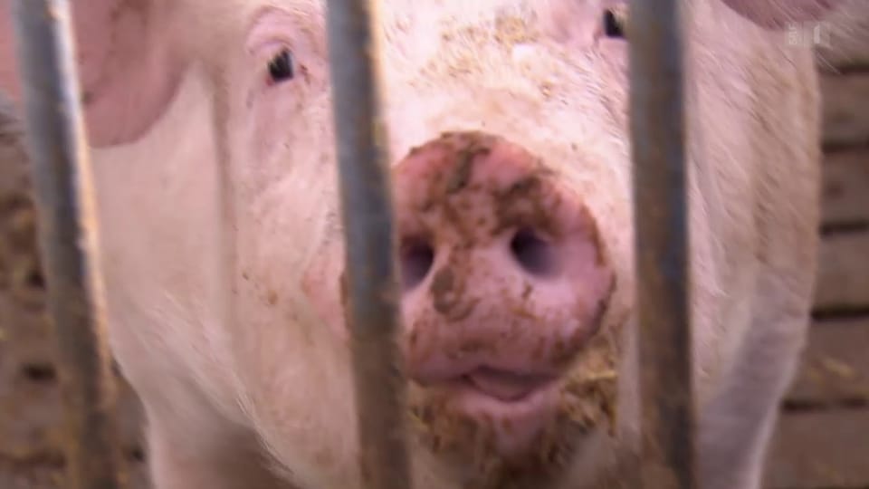 Nur Bio-Schweinefleisch ist garantiert ohne Hormonbehandlung