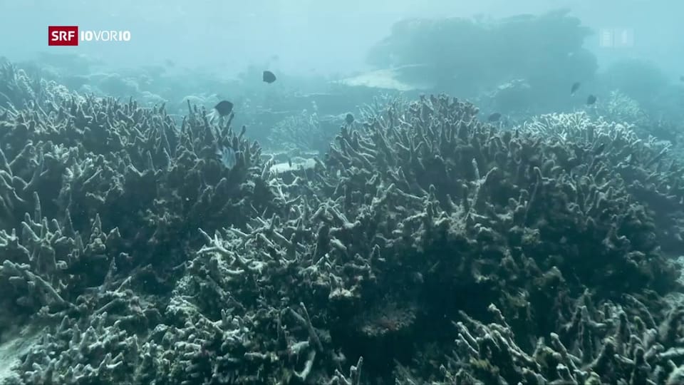 Aus dem Archiv: Der Klimawandel setzt dem Great Barrier Reef zu