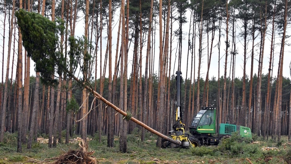 Rodungen für erneuerbare Energien? «Es lastet durchaus ein Druck auf den Waldflächen»