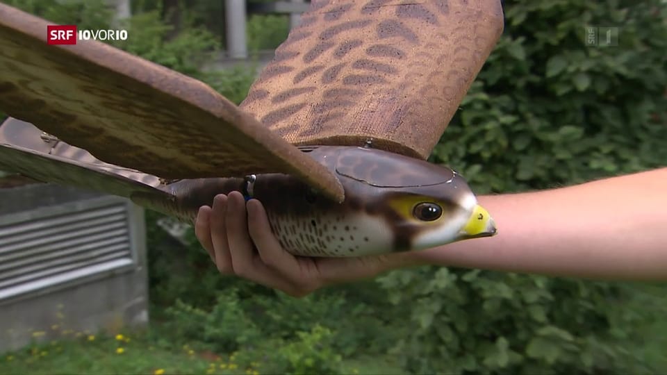 Ferngesteuerter Roboter-Falke verschreckt Raben und Krähen