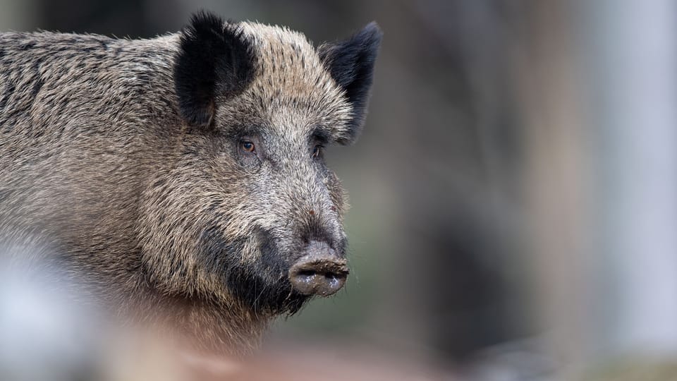 Wandern die Wildschweine bald im grossen Stil in Richtung Zentralschweiz? Die Bauern machen sich Sorgen