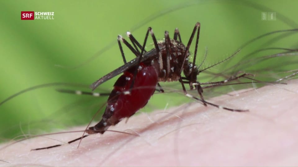 Thalwil geht auf Mückenjagd