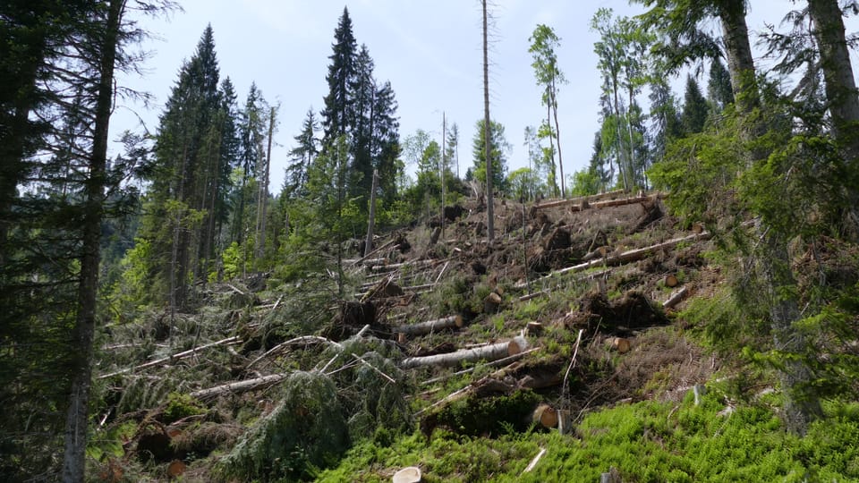 Viele Waldbesitzer bleiben auf ihrem Holz sitzen