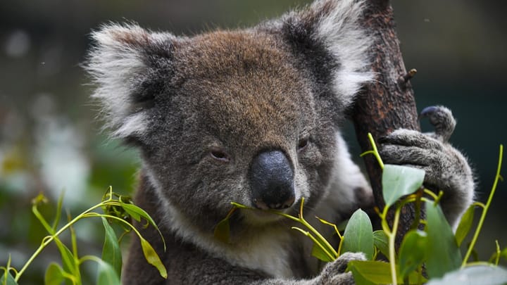 Aus dem Archiv: Stehen die Koalas vor dem Aussterben?