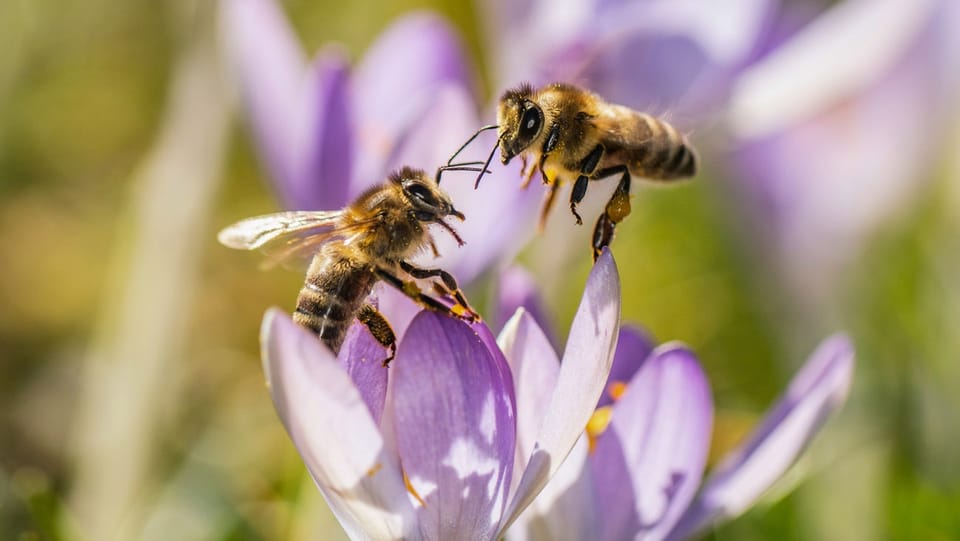 Die Bauern im Aargau wollen sich mehr um die Bienen kümmern.