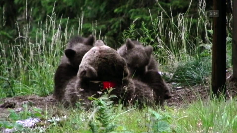 Bärenmutter und ihre Jungen
