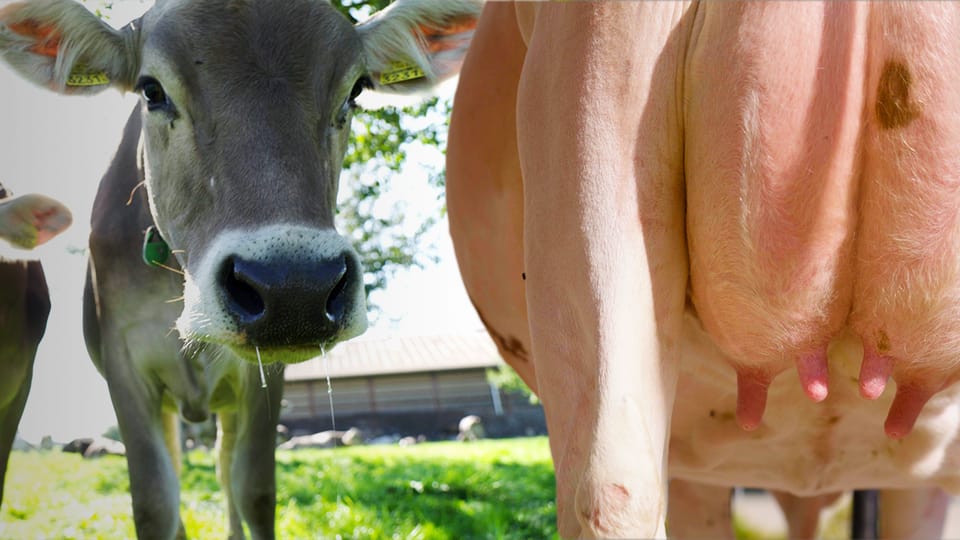 So werden Schweizer Kühe für den Konsum optimiert